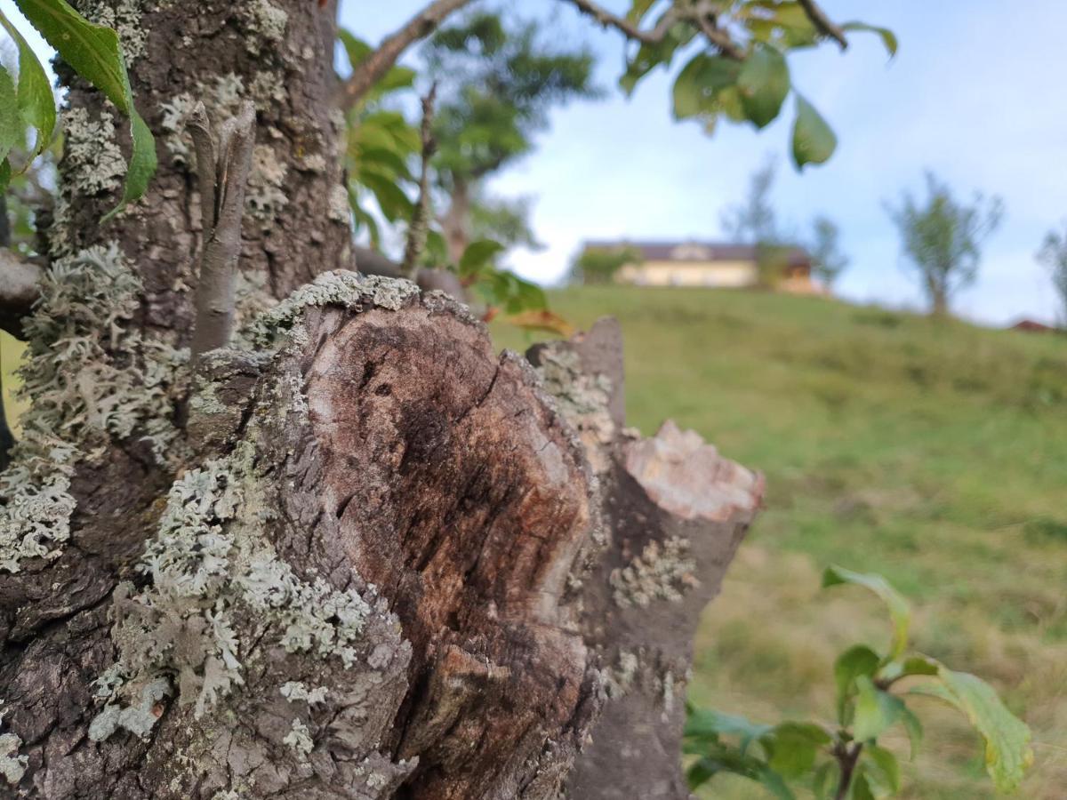 Motel Prislop Haţeg Zewnętrze zdjęcie